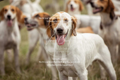 Schleppjagd_Laichingen-029