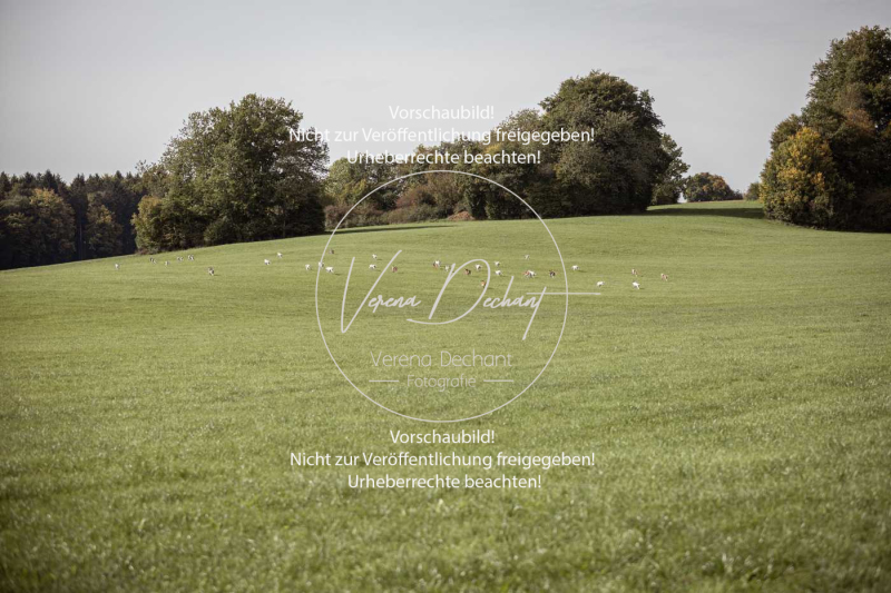 Schleppjagd_Laichingen-080