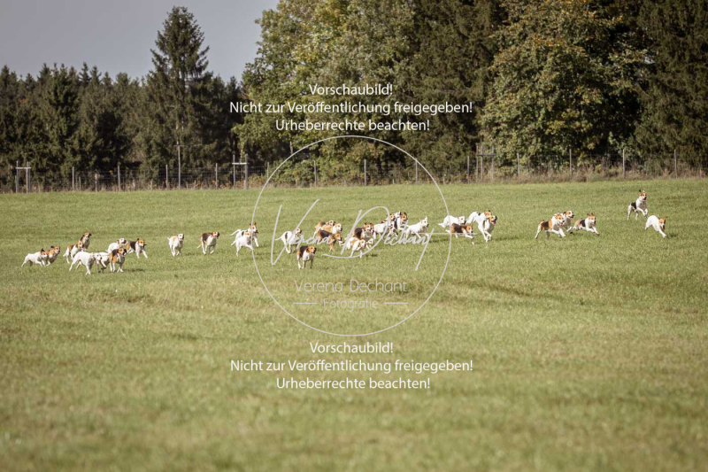 Schleppjagd_Laichingen-093