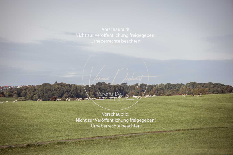 Schleppjagd_Laichingen-302