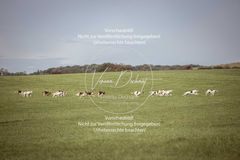 Schleppjagd_Laichingen-306