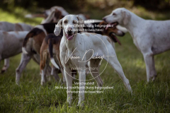 Schleppjagd_Laichingen-386