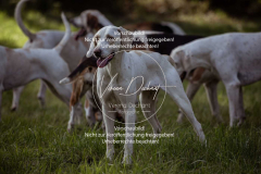 Schleppjagd_Laichingen-387