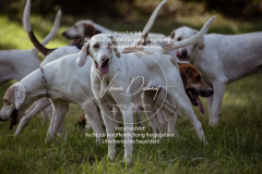 Schleppjagd_Laichingen-389