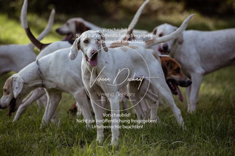 Schleppjagd_Laichingen-389