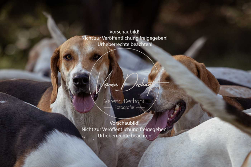 Schleppjagd_Laichingen-391