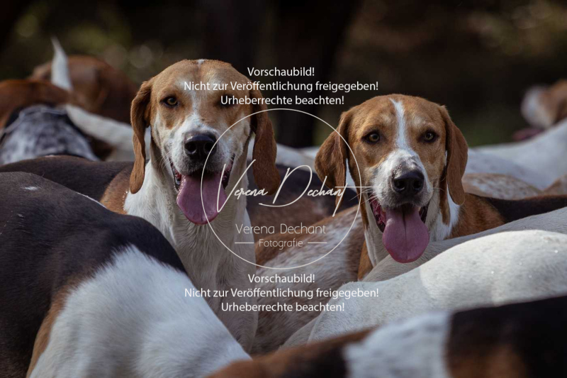 Schleppjagd_Laichingen-392