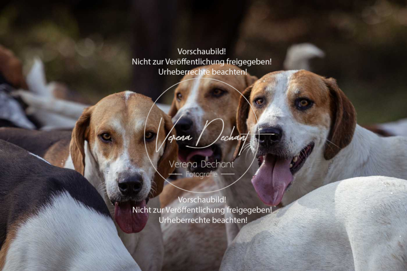 Schleppjagd_Laichingen-393