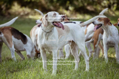 Schleppjagd_Laichingen-400