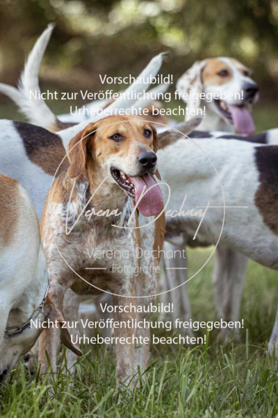 Schleppjagd_Laichingen-402