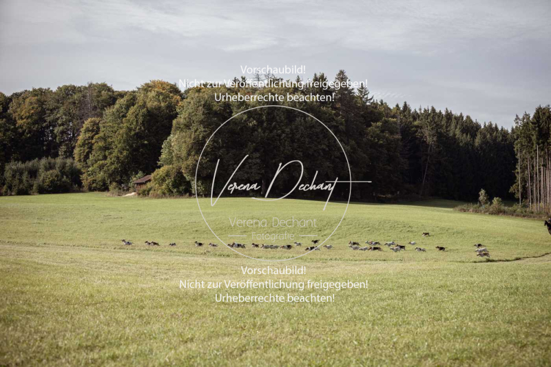 Schleppjagd_Laichingen-414