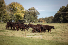 Schleppjagd_Laichingen-446