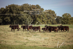 Schleppjagd_Laichingen-449