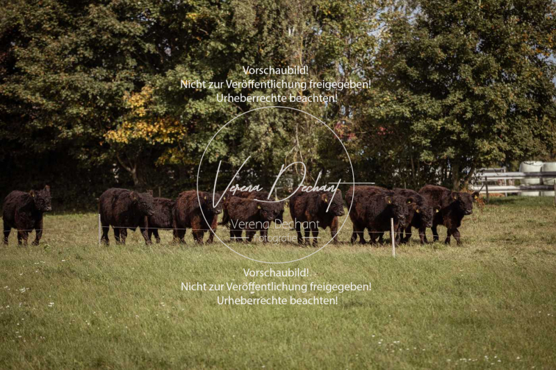 Schleppjagd_Laichingen-454