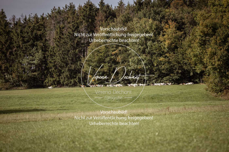 Schleppjagd_Laichingen-461