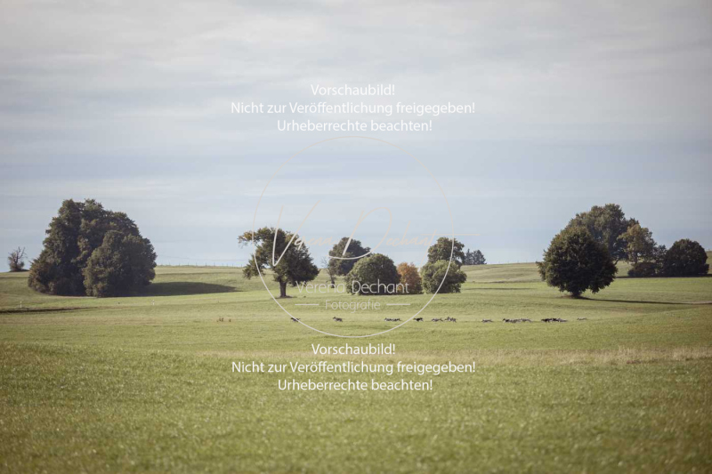 Schleppjagd_Laichingen-469