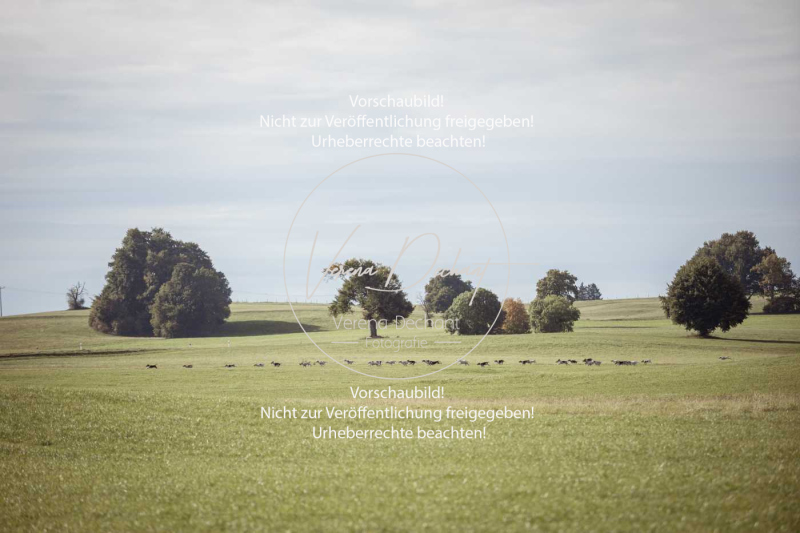 Schleppjagd_Laichingen-471