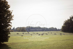 Schleppjagd_Laichingen-493