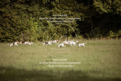 Schleppjagd_Laichingen-566