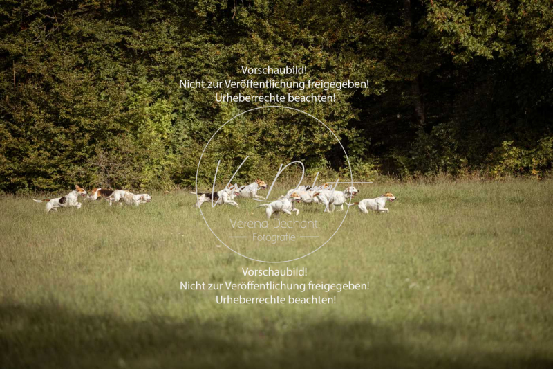 Schleppjagd_Laichingen-566