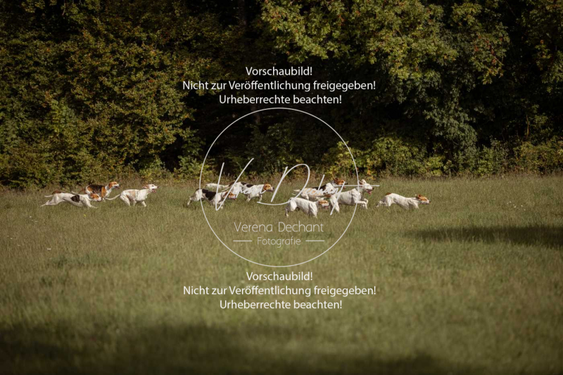 Schleppjagd_Laichingen-567