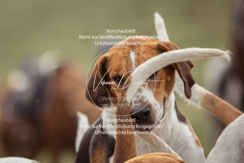 Schleppjagd_Laichingen-698