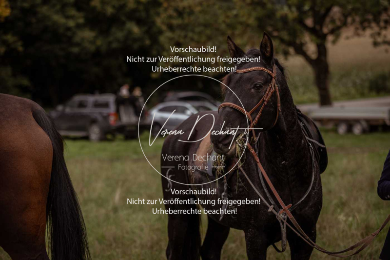 Schleppjagd_Laichingen-770