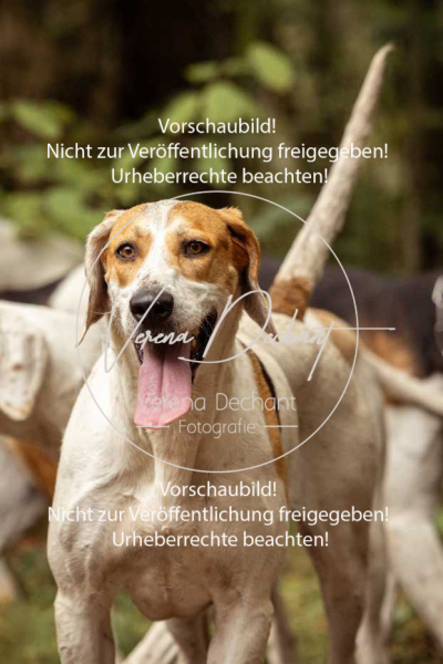 Schleppjagd_Roth-198