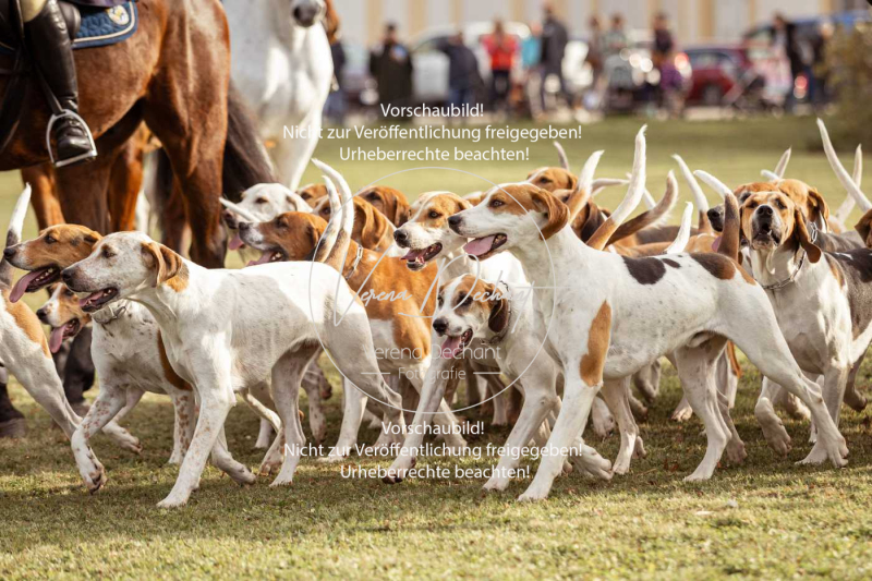 Schleppjagd_Schleissheim-099