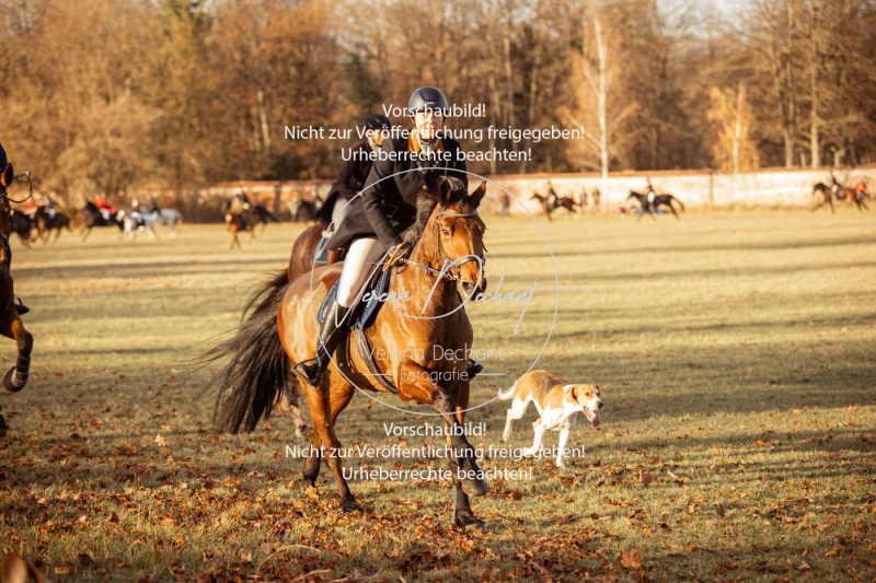 Schleppjagd_Schleissheim-1048