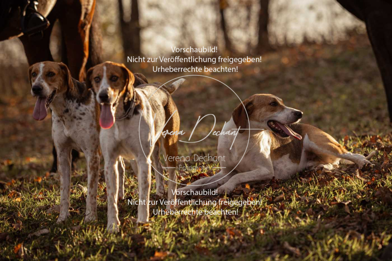 Schleppjagd_Schleissheim-1142