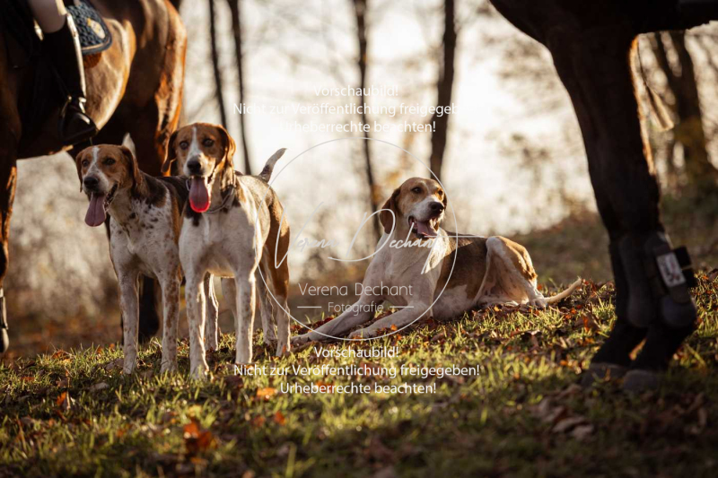 Schleppjagd_Schleissheim-1143