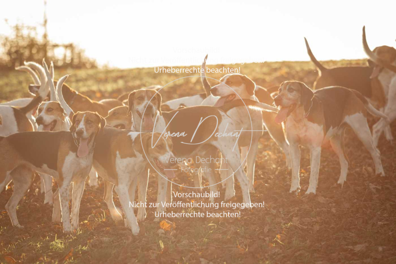 Schleppjagd_Schleissheim-1145