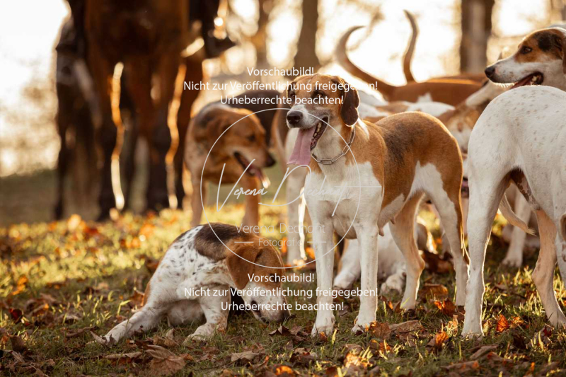 Schleppjagd_Schleissheim-1192