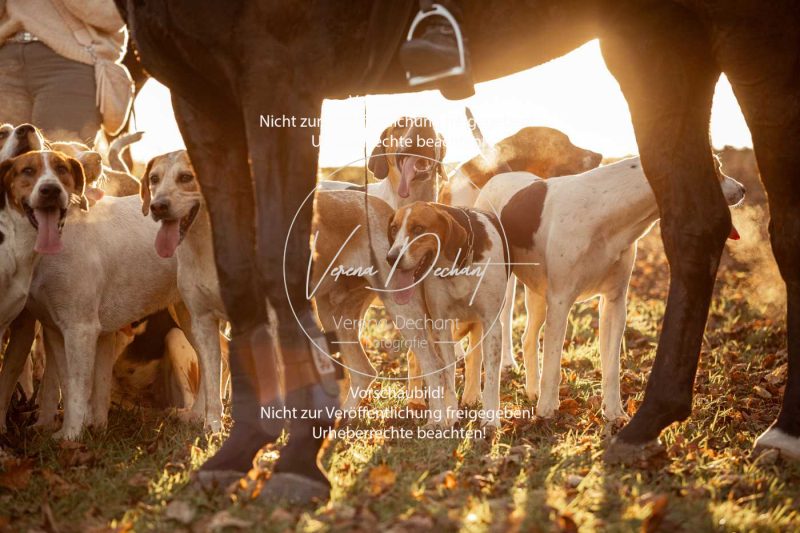 Schleppjagd_Schleissheim-1194