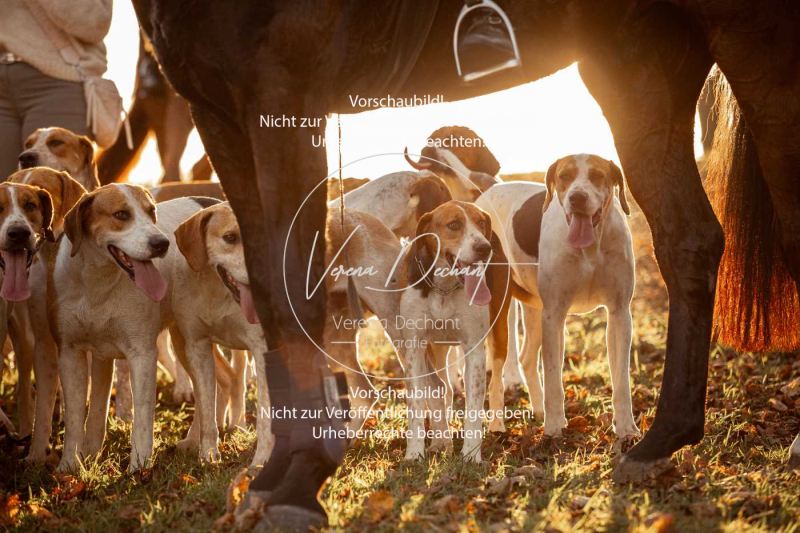 Schleppjagd_Schleissheim-1196