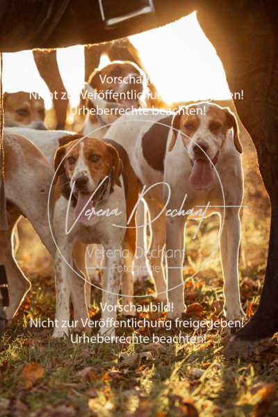 Schleppjagd_Schleissheim-1197