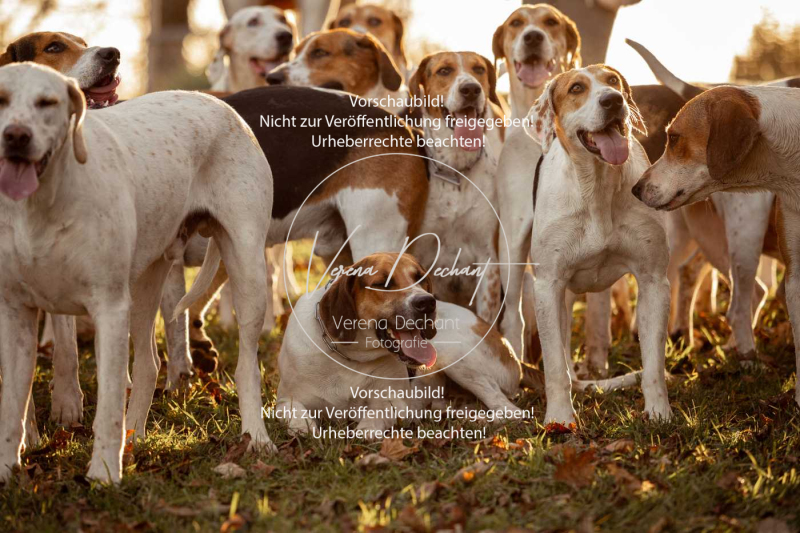 Schleppjagd_Schleissheim-1200