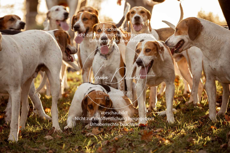 Schleppjagd_Schleissheim-1201