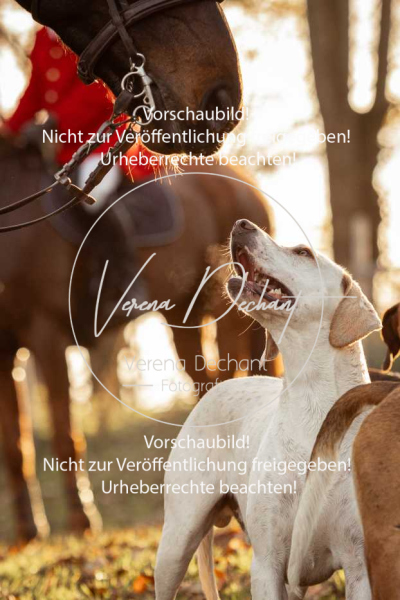 Schleppjagd_Schleissheim-1206