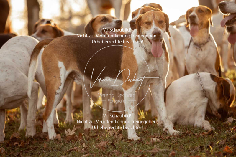 Schleppjagd_Schleissheim-1207