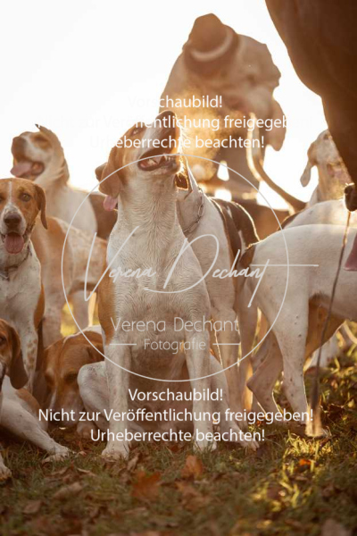 Schleppjagd_Schleissheim-1208