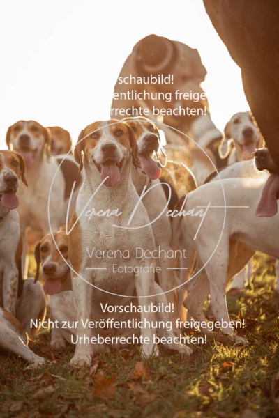 Schleppjagd_Schleissheim-1209