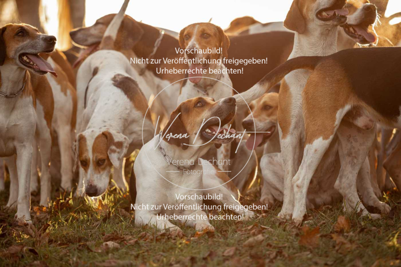 Schleppjagd_Schleissheim-1211