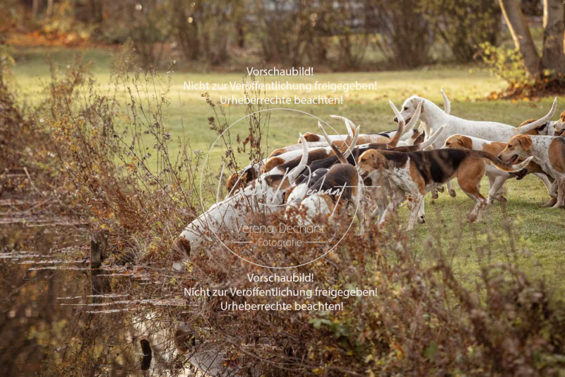 Schleppjagd_Schleissheim-1230