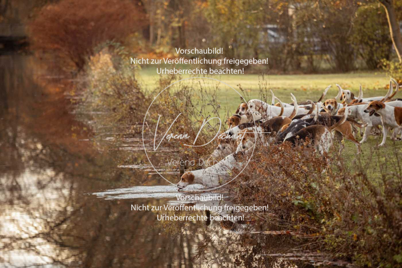 Schleppjagd_Schleissheim-1231