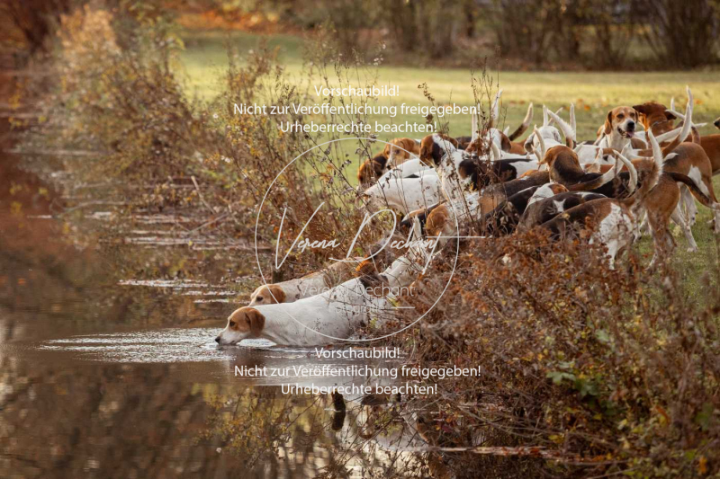 Schleppjagd_Schleissheim-1232