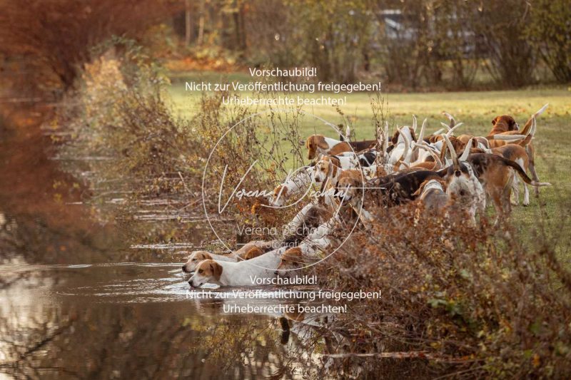 Schleppjagd_Schleissheim-1233