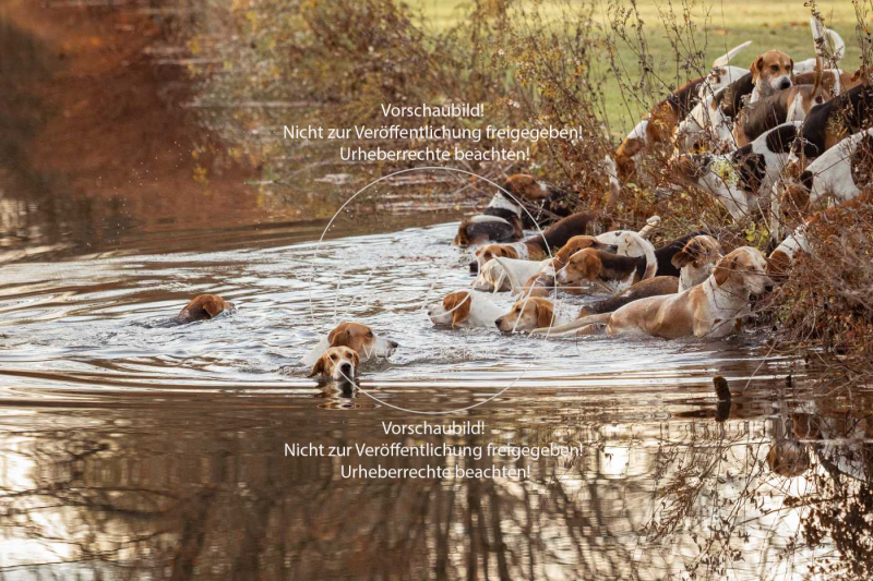 Schleppjagd_Schleissheim-1236