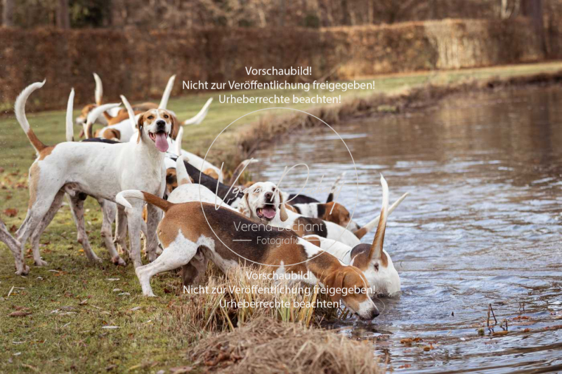 Schleppjagd_Schleissheim-546